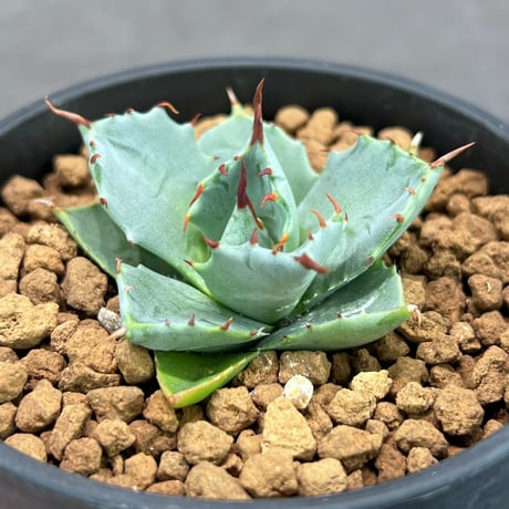 ［ N PLANTS ORIGINAL HYBRID 016 ］eborispina × Agave isthmensis '雷帝' 102