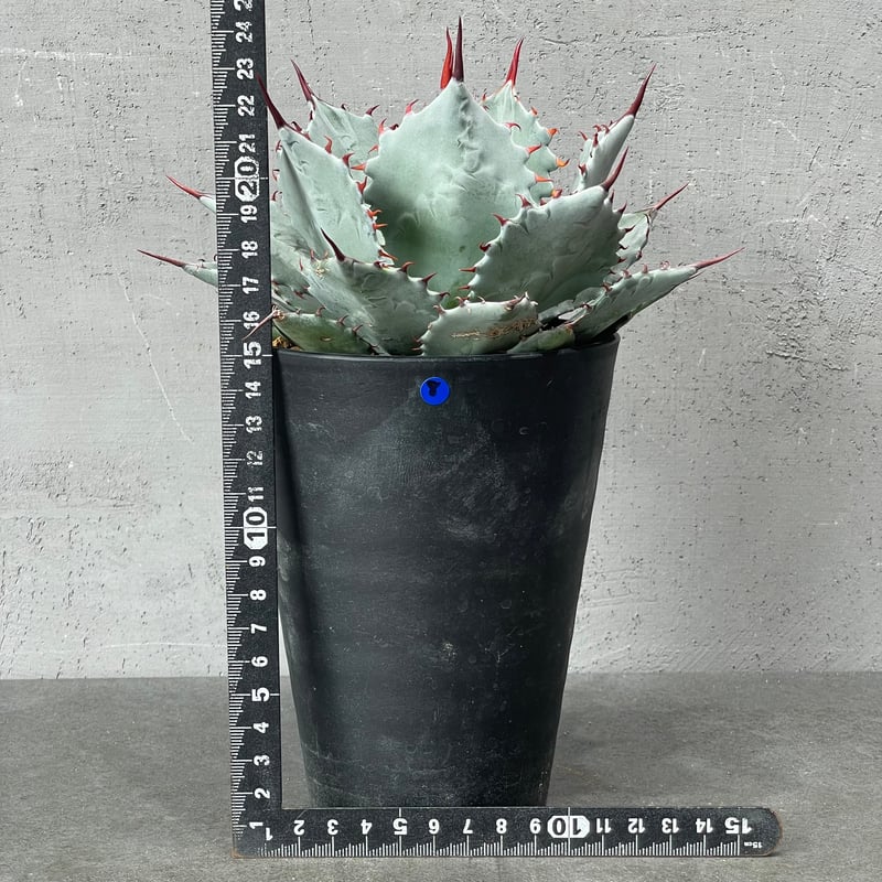 【Tiffany：新品・未使用】植物と昆虫デザインの食器セット Amazon.co.jp: AWNR 鳥 セラミックプランターポット 3個セット