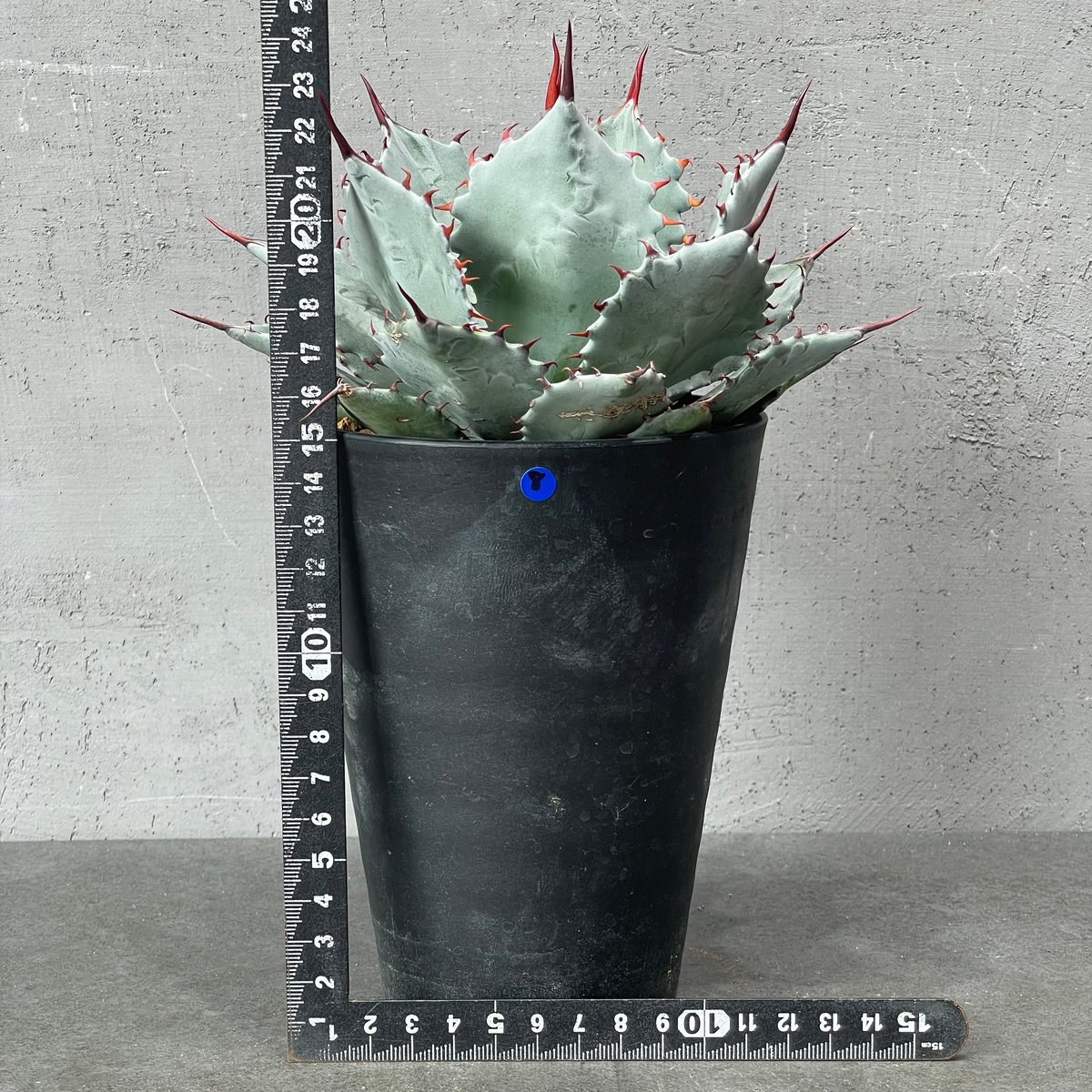 N PLANTS ORIGINAL HYBRID 007 ］8 | N PLANTS