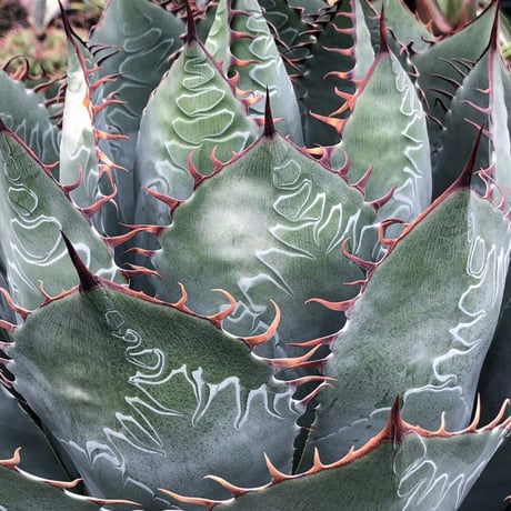 CATEGORY Agave | N PLANTS CATEGORY Agave | N PLANTS