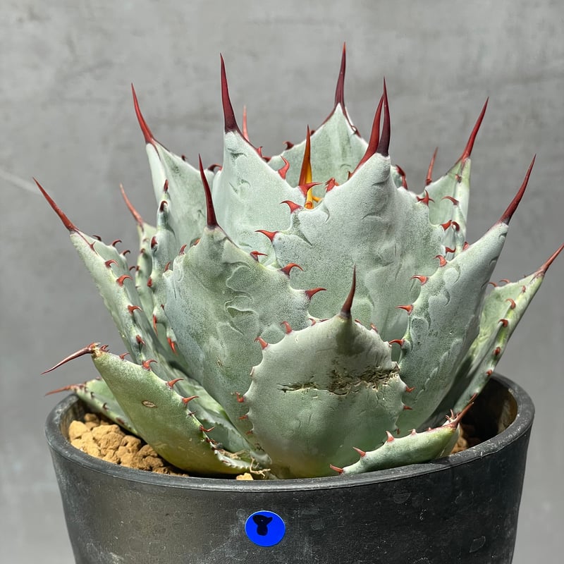 N PLANTS ORIGINAL HYBRID 007 ］8 | N PLANTS