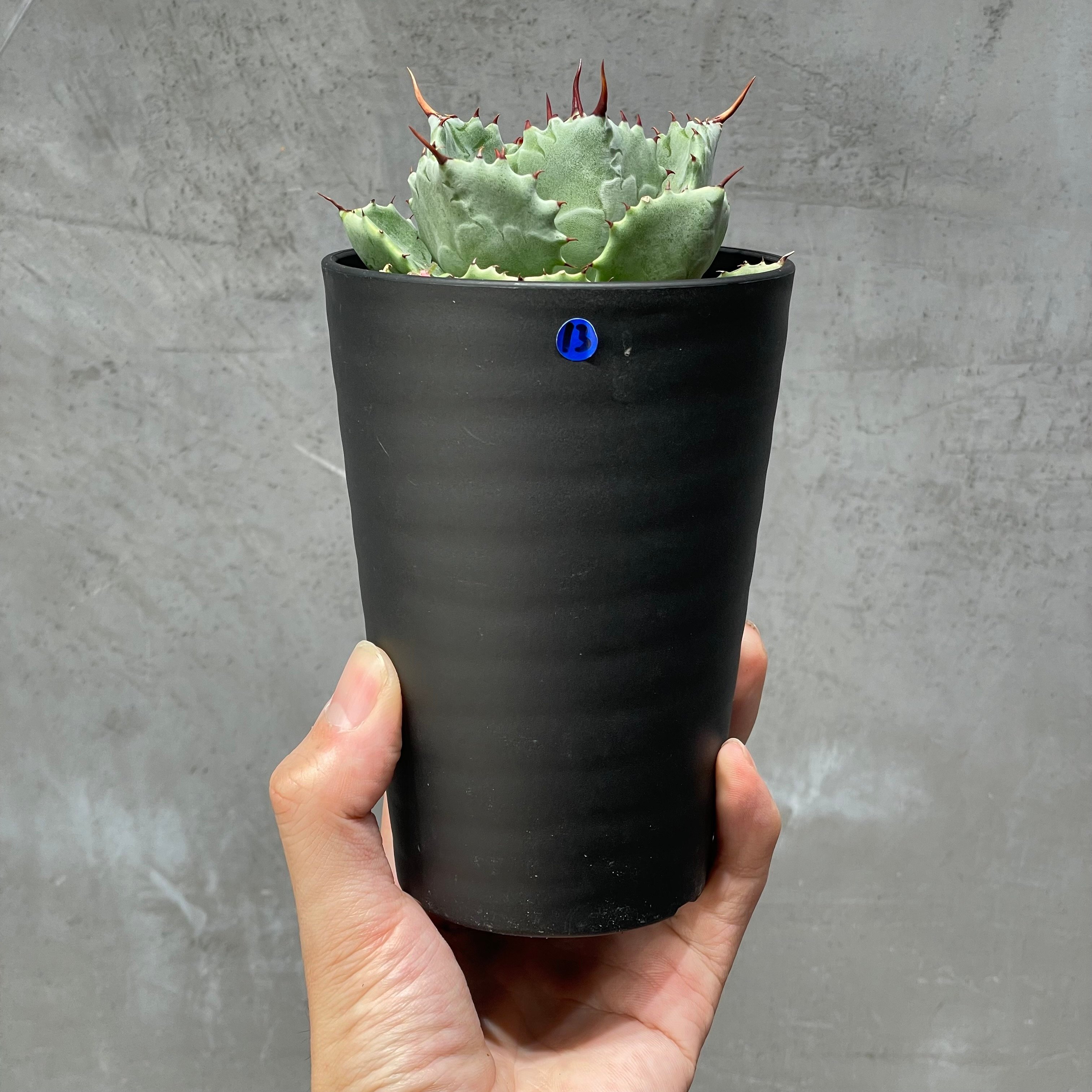 N PLANTS ORIGINAL HYBRID 004 ］13 | N PLANTS