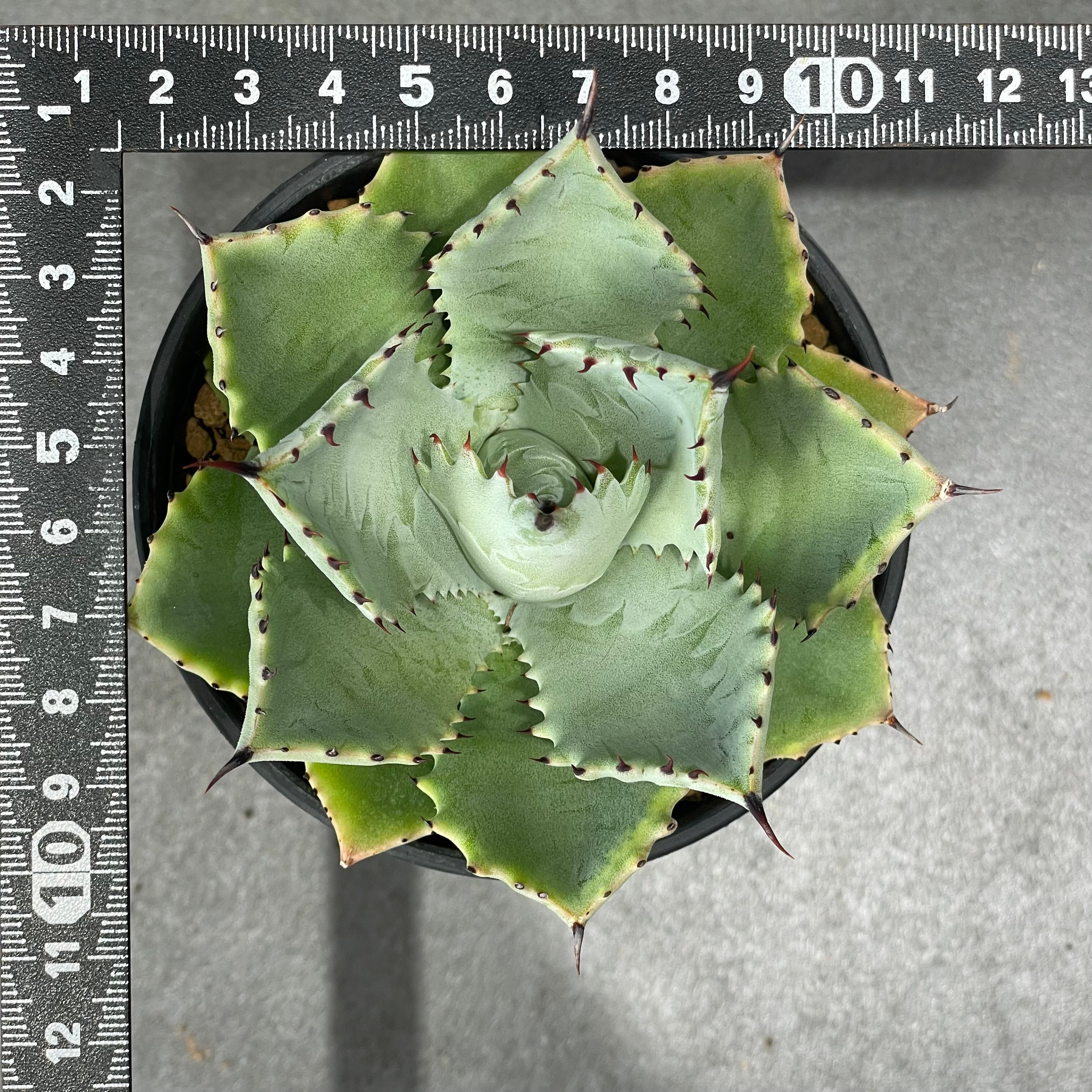 N PLANTS ORIGINAL HYBRID 005 ］16 | N PLANTS
