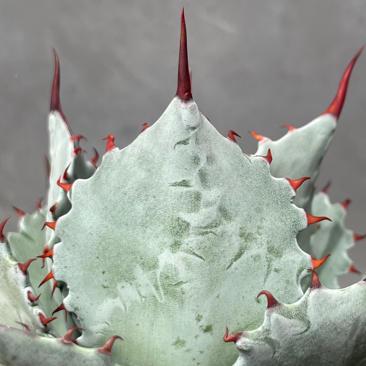 N PLANTS ORIGINAL HYBRID 007 ］8 | N PLANTS