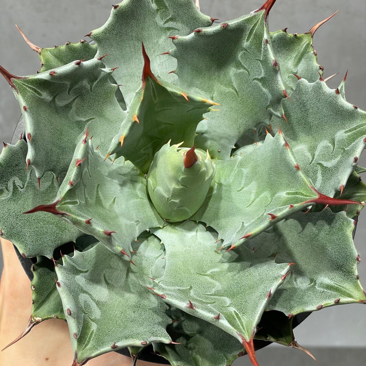 N PLANTS ORIGINAL HYBRID 010 ］18 | N PLANTS