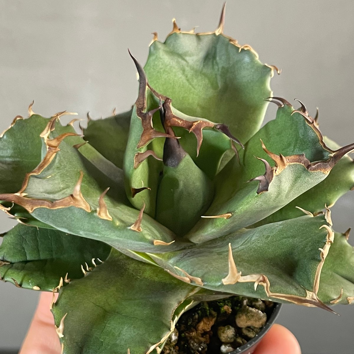 Agave titanota 【CANCER】1 | N PLANTS Agave titanota 【CANCER】1 | N PLANTS