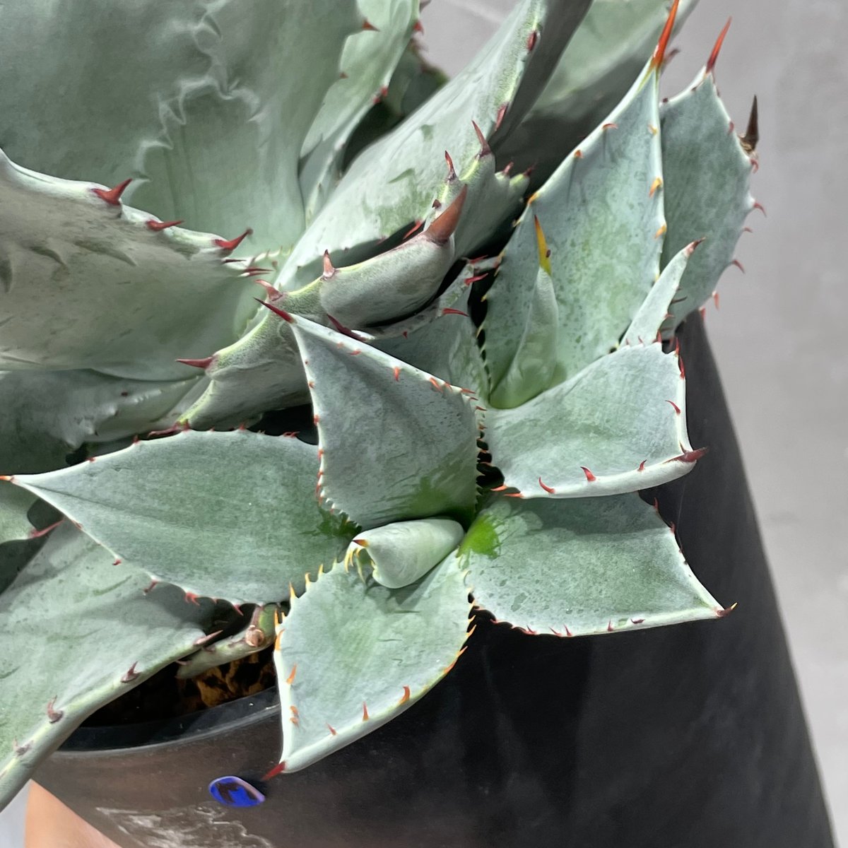 N PLANTS ORIGINAL HYBRID 007 ］17 | N PLANTS