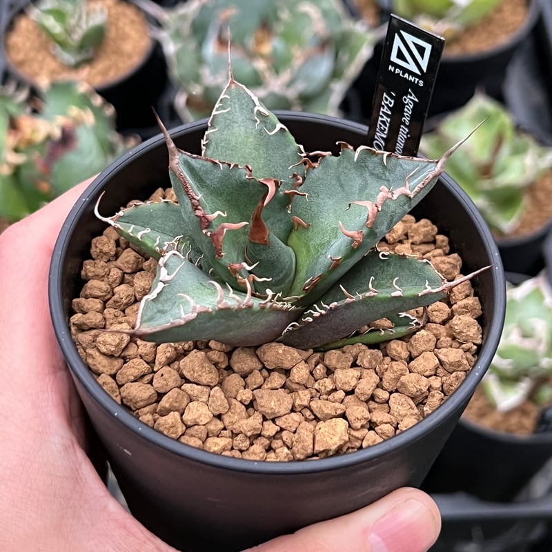 Agave super titanota アガベ スーパーチタノタ 悪魔くん 【公式通販】