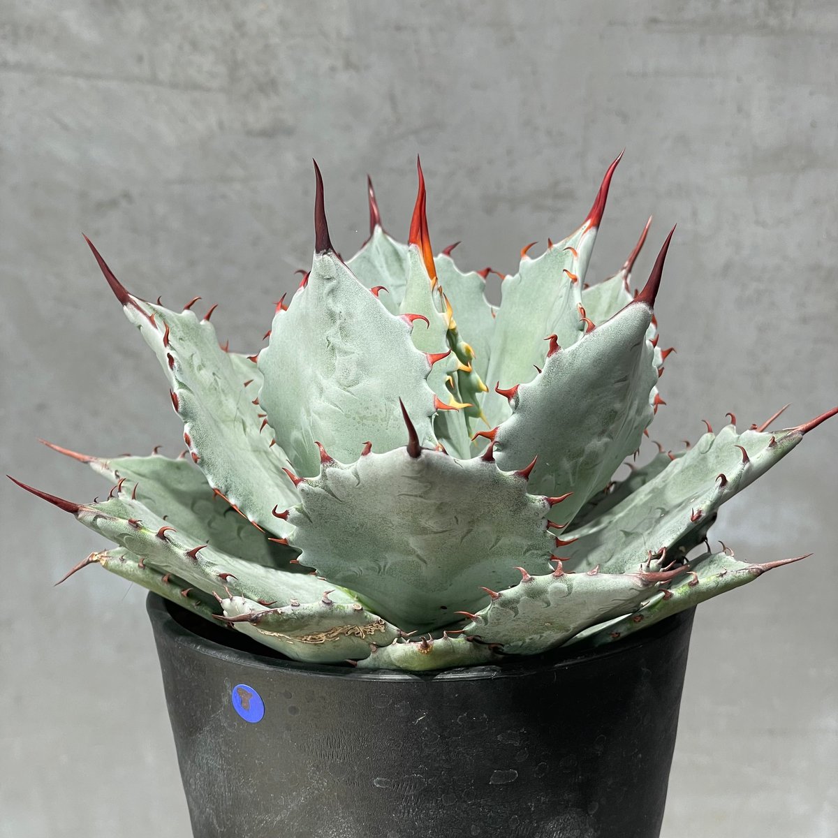 N PLANTS ORIGINAL HYBRID 007 ］8 | N PLANTS