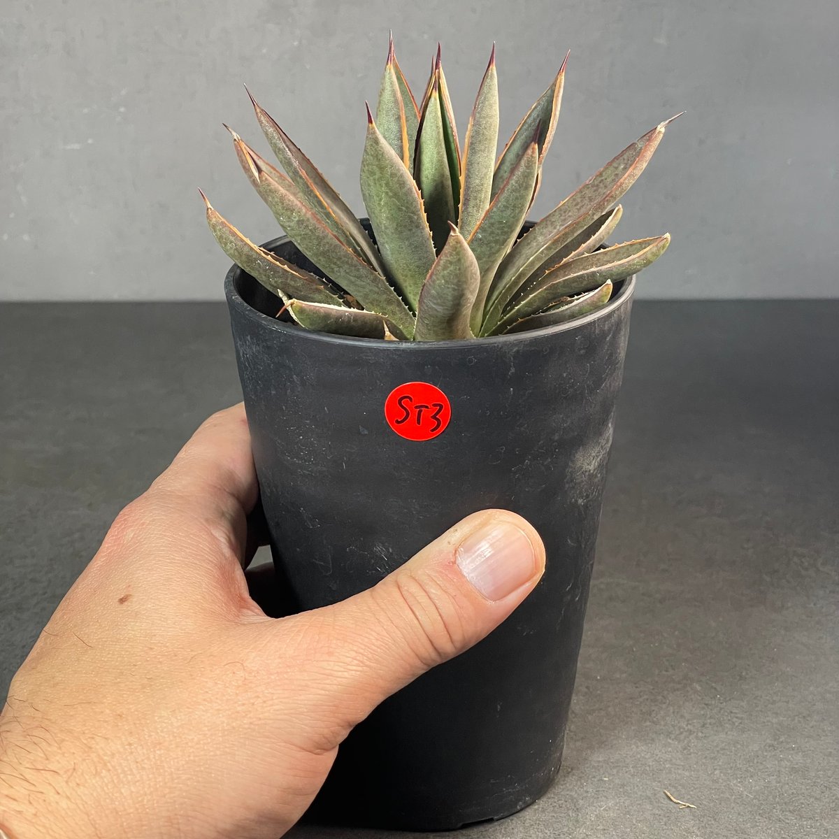 N PLANTS ORIGINAL HYBRID 001 ］3 | N PLANTS