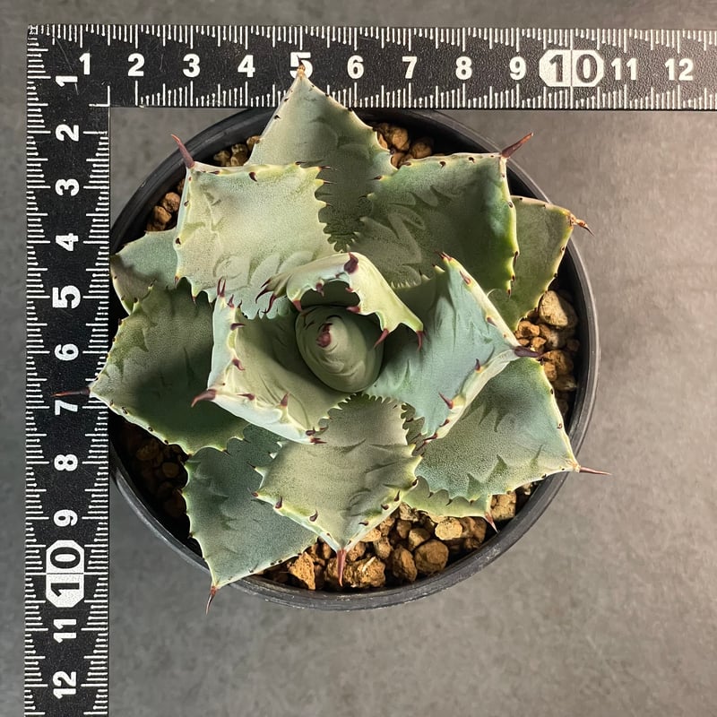 N PLANTS ORIGINAL HYBRID 005 ］7 | N PLANTS
