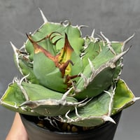 N PLANTS ORIGINAL HYBRID 003 ］11 | N PLANTS