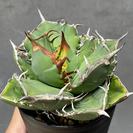 p*2様 森*丸様 アガベ　まとめ売り p*2様 森*丸様 アガベ まとめ売り m51471724119_1.jpg?1755213558