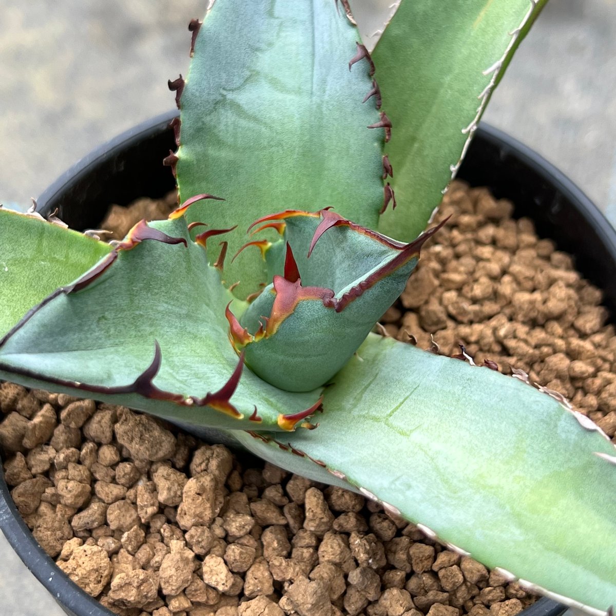 アガベチタノタ agave titanota noname インドネシア株 アガベ 