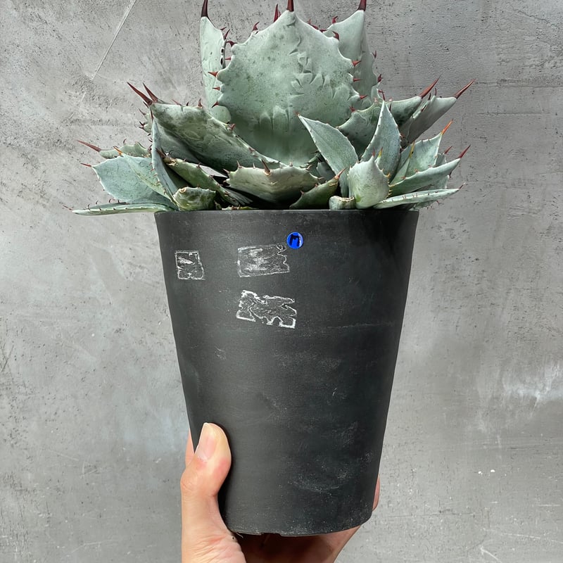 N PLANTS ORIGINAL HYBRID 007 ］17 | N PLANTS