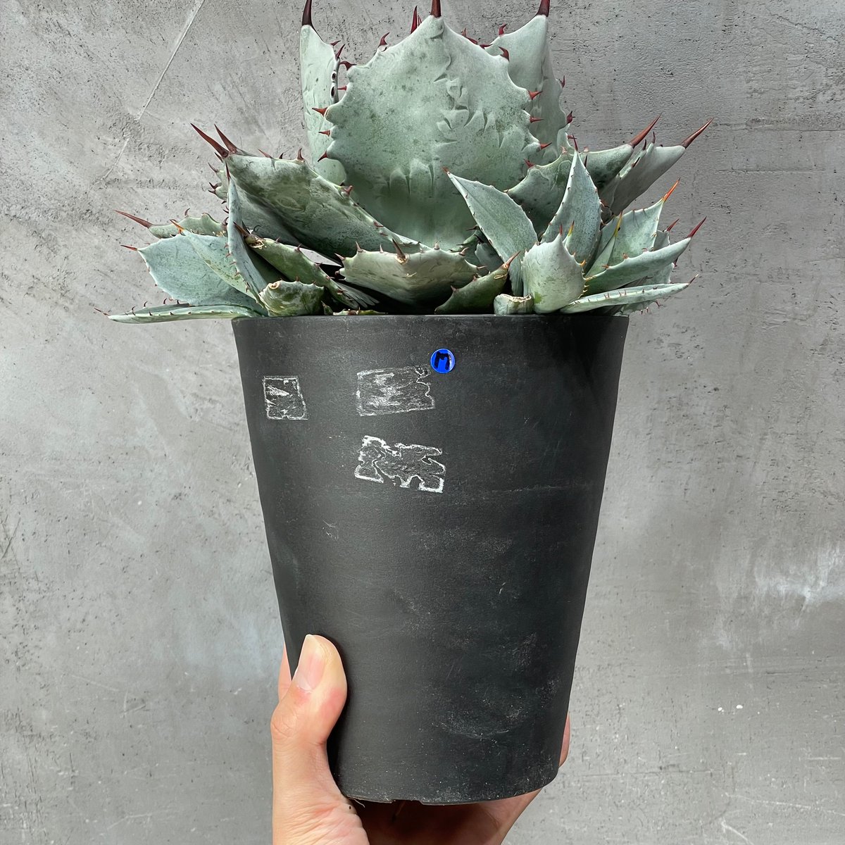N PLANTS ORIGINAL HYBRID 007 ］17 | N PLANTS