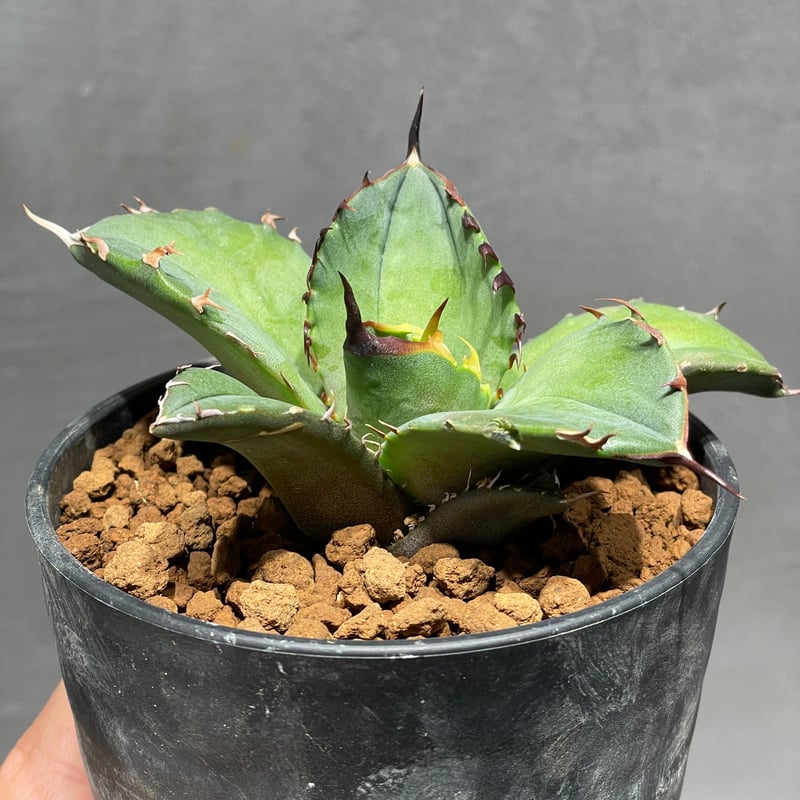 アガベ キャンサー/ CANCER 大株　いっぱい子株つき アガベ キャンサー/ CANCER 大株いっぱい子株つき