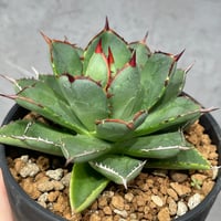 N PLANTS ORIGINAL HYBRID 003 ］11 | N PLANTS