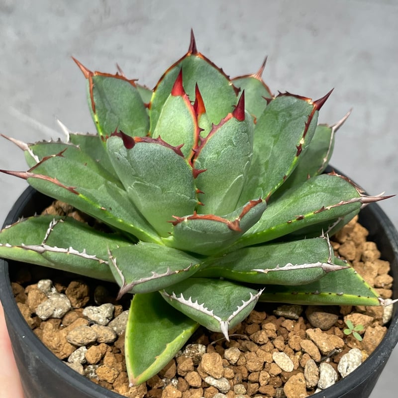 N PLANTS ORIGINAL HYBRID 003 ］11 | N PLANTS