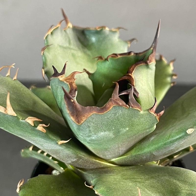 Agave titanota 【CANCER】1 | N PLANTS Agave titanota 【CANCER】1 | N PLANTS