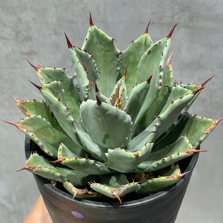 夏休み企画第4弾☆アガベ希少16株&おすすめ塊根3株 ☆2セット限定 夏休み企画第4弾☆アガベ希少16株&おすすめ塊根3株 ☆