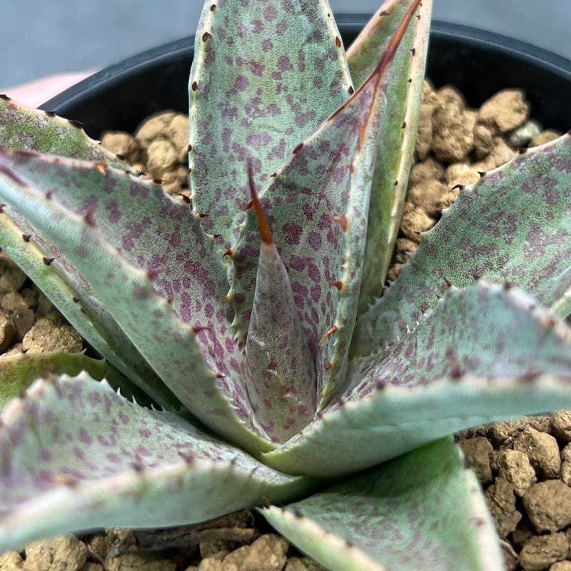 N PLANTS ORIGINAL HYBRID 014 ］104 スポット模様あり |