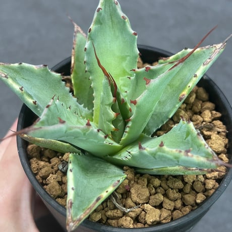 CATEGORY Agave | N PLANTS