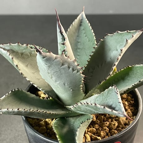 CATEGORY Agave | N PLANTS CATEGORY Agave | N PLANTS