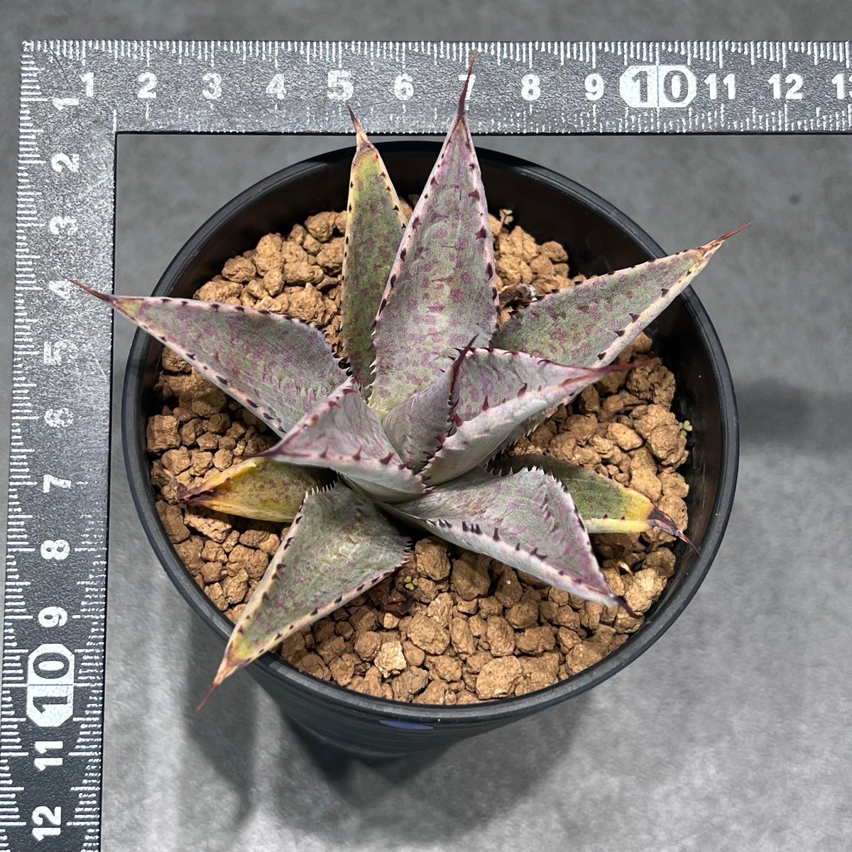 N PLANTS ORIGINAL HYBRID 014 ］103 スポット模様あり |