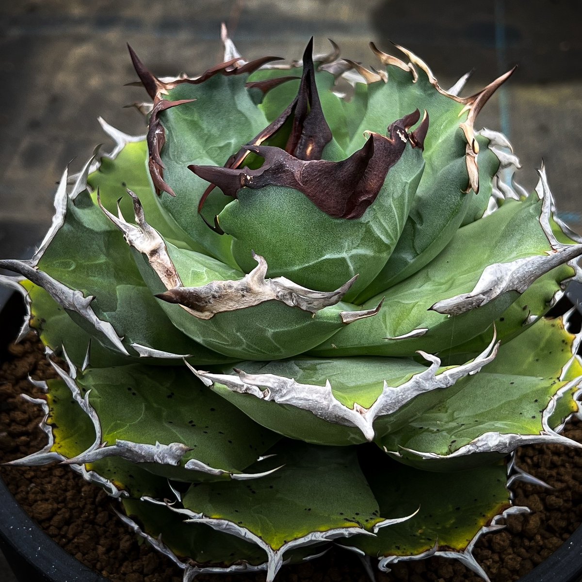 Agave titanota 【CANCER】1 | N PLANTS Agave titanota 【CANCER】1 | N PLANTS