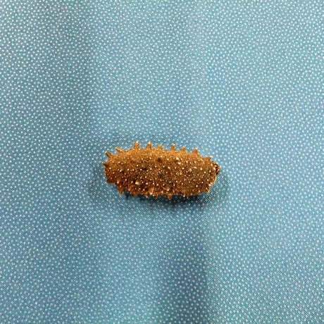 【最高級】佐渡の天然干しなまこ　30ｇ