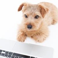 ONLINE【 COUNSELING 】ペットセラピー相談室（60分～）