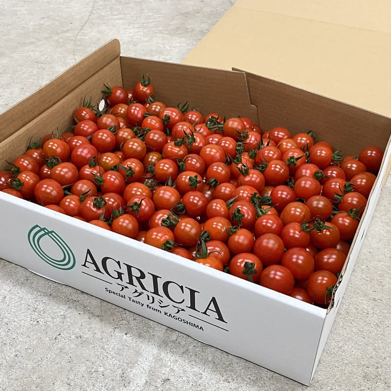 ミニトマト サンチェリーピュア＋ 3kg(通常配送) | Online-SHOP Buzz