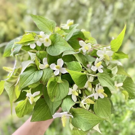 香月茶　暦（季節限定品）