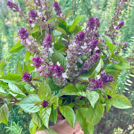 香月茶　暦（季節限定品）