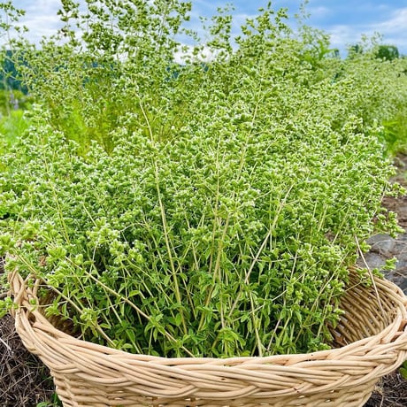 香月塩　野菜•サラダ用　詰め替えタイプ