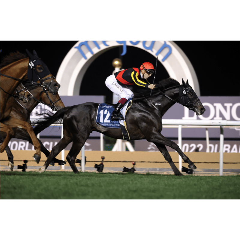 数量50枚限定】シャフリヤール引退記念写真デザインパネル（シリアル