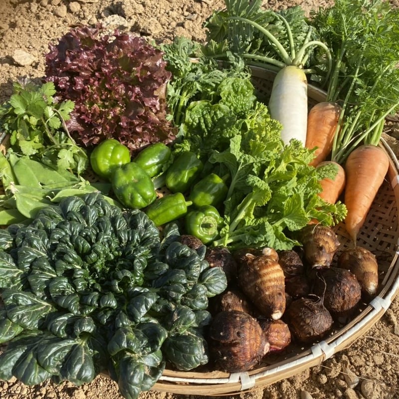 自然栽培　固定種　在来種　キャベツ　野菜詰め合わせ　自然農法　自然農 自然栽培・固定種野菜【Mセット】 | こどもやさい自然農園