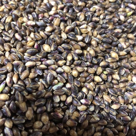 紫もち麦(ダイシモチ)玄麦5kg(同梱セット用)※冷蔵便※