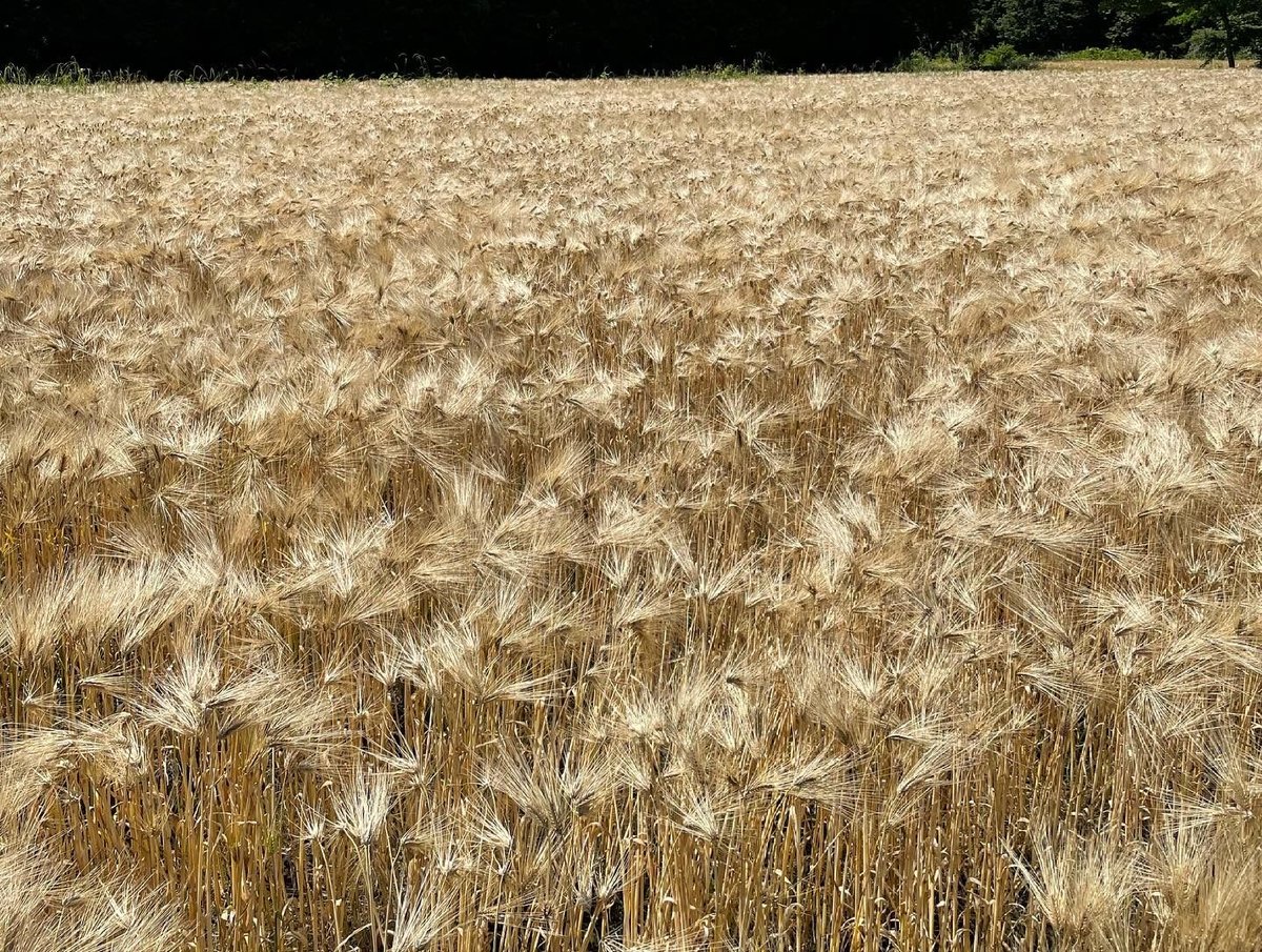 Naturalfarming もち麦 小麦 ジャガイモ タマネギ もち麦(きはだもち)精麦1kg | ふもとも農園