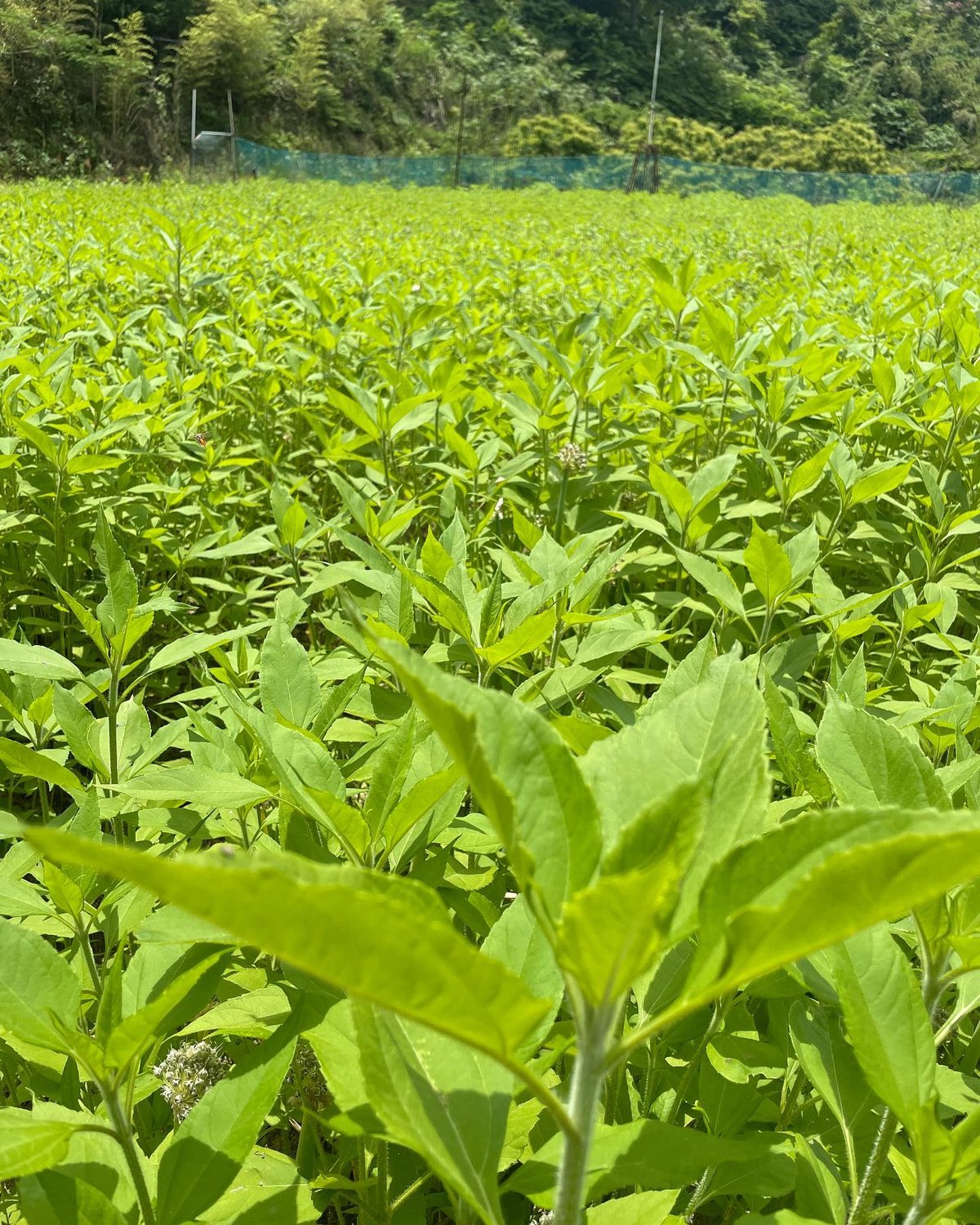 春から収穫 天日干し 菊芋葉茶 30g 2024年分 | あべ農園七山 春から収穫 天日干し 菊芋葉茶 30g 2024年分 | あべ農園七山