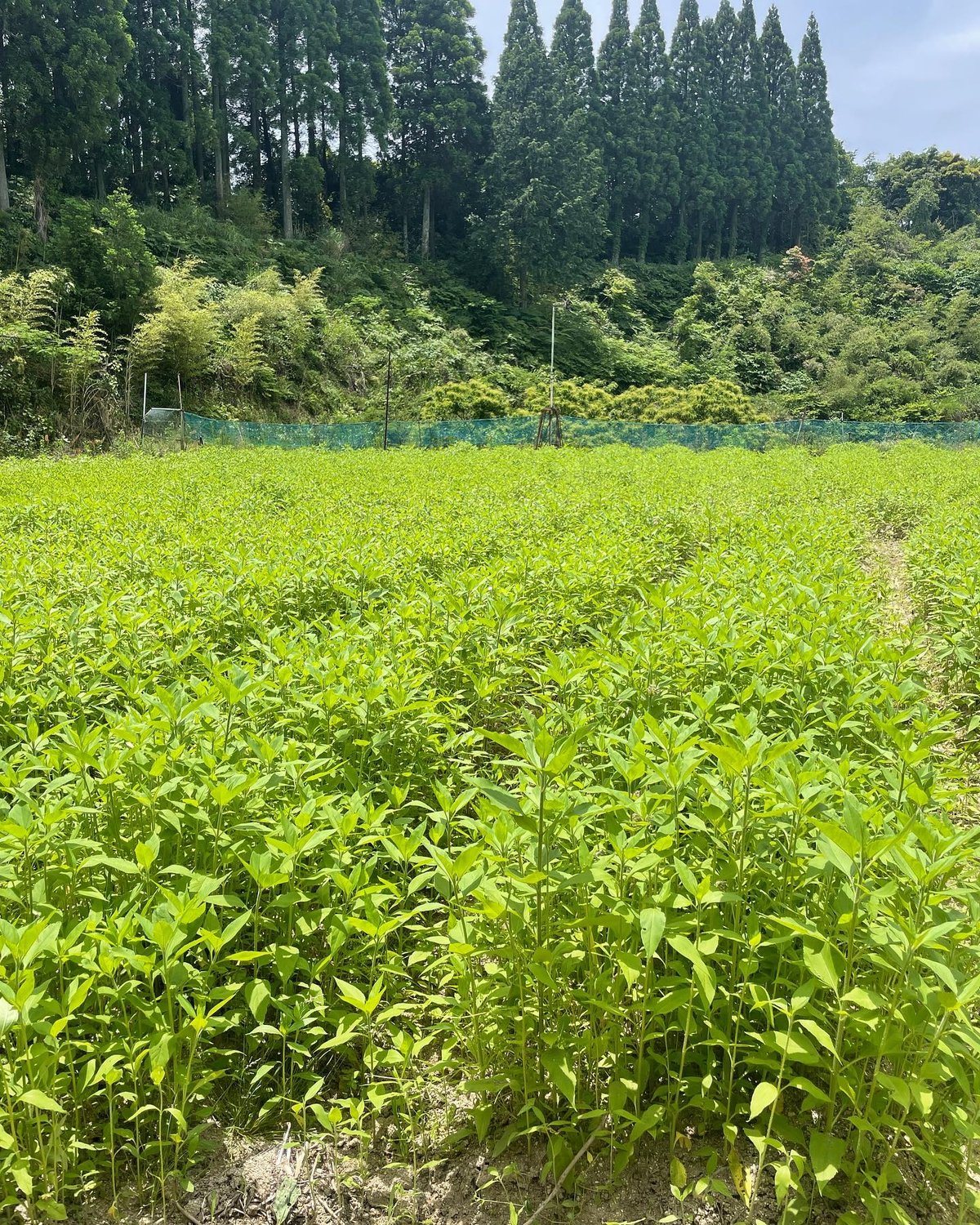 春から収穫 天日干し 菊芋葉茶 30g 2024年分 | あべ農園七山 春から収穫 天日干し 菊芋葉茶 30g 2024年分 | あべ農園七山