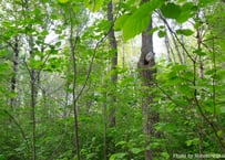 オンデマンド配信：焚き火のある鼎談会『INTO THE FOREST』（関野 吉晴＆大竹 英洋）