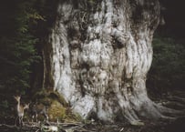 オンデマンド配信：焚き火のある写真塾 基礎講座①『カメラのシンプルな操作』（柏倉 陽介）