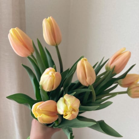 Tulip bouquet mini（8本）