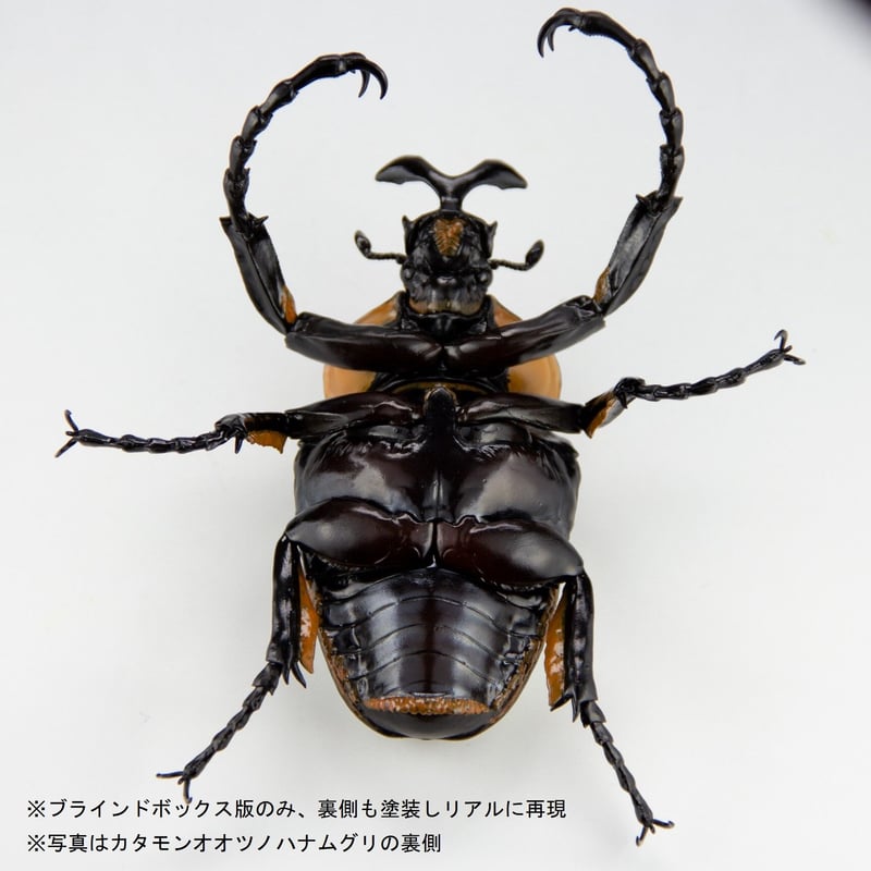 予約受付終了】【4個入りパック】1/1 ゴライアスオオツノ 予約受付終了】【4個入りパック】1/1 ゴライアスオオツノ
