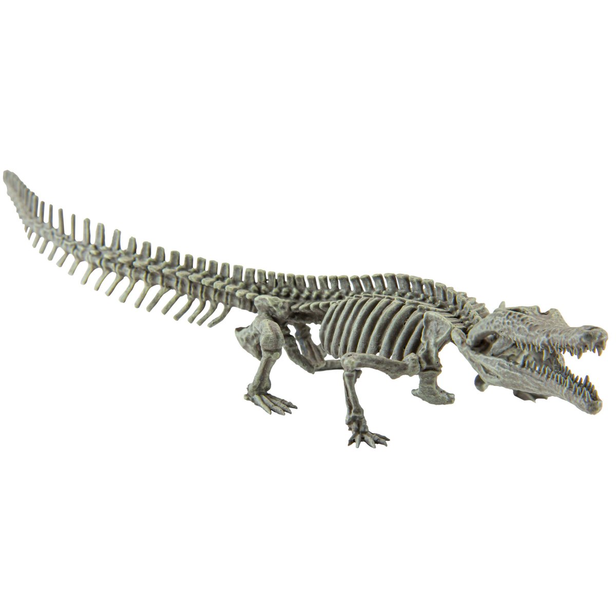 世界に一つ マチカネワニ 木彫 頭骨模型 16.5㎝ 価格応相談 彫刻