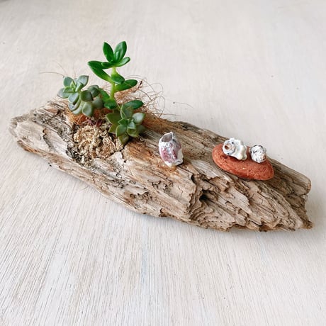 CATEGORY 多肉の寄せ植え＆流木 | Power of Plants's STORE