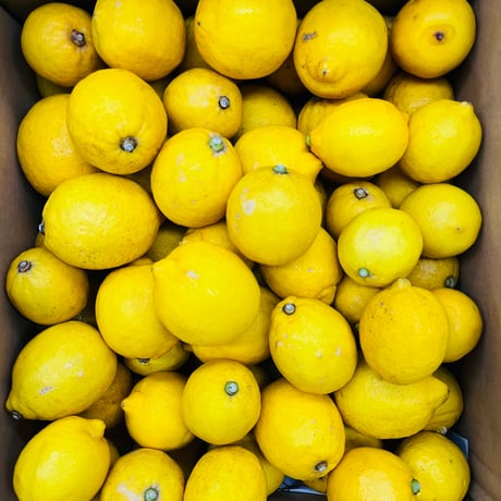 エンドレスレイモン　Saison w/ Lemon peel　[350ml缶6本]