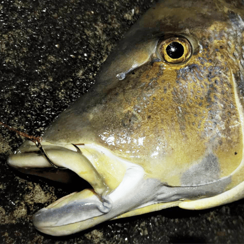 USR246 鬼掛 カイザータマン | 鬼掛オンラインストア